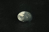 藏品(花斑蜑螺 )的圖片